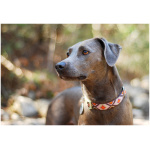 Blue Lacy 6