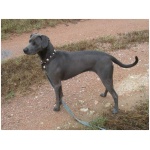 Blue Lacy 7