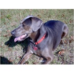 Blue Lacy 8