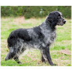 Blue Picardy Spaniel 0