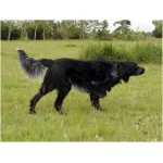 Blue Picardy Spaniel 1