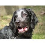 Blue Picardy Spaniel 2