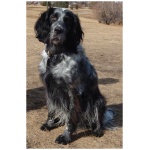 Blue Picardy Spaniel 3