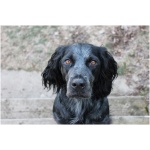 Blue Picardy Spaniel 7