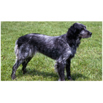 Blue Picardy Spaniel 8