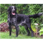 Blue Picardy Spaniel 9
