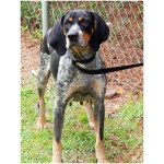 Bluetick Coonhound 0