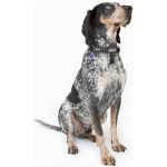 Bluetick Coonhound 2