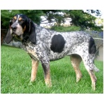 Bluetick Coonhound 4