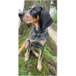Bluetick Coonhound 5