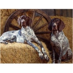 Bluetick Coonhound 9