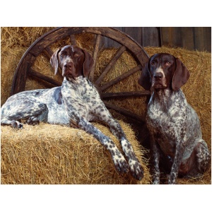 Bluetick Coonhound 9