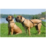Boerboel 4
