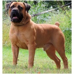 Boerboel 8