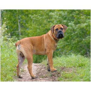 Boerboel 9