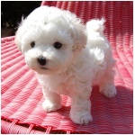 Bolognese dog 2