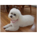 Bolognese dog 4