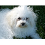 Bolognese dog 5