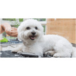 Bolognese dog 6