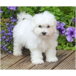 Bolognese dog 7
