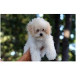 Bolognese dog 8
