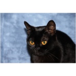 Bombay cat 4