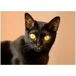 Bombay cat 6