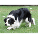 Border Collie 9