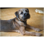 Border Terrier 9