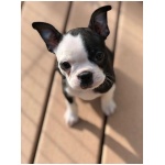 Boston Terrier 5