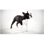 Boston Terrier 6