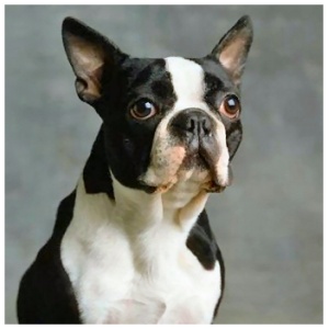 Boston Terrier 9