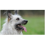 Bouvier des Ardennes 9
