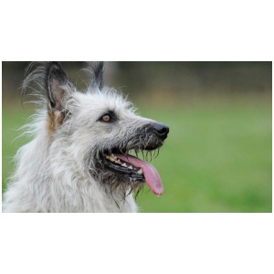 Bouvier des Ardennes 9