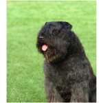 Bouvier des Flandres 1