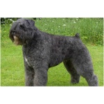 Bouvier des Flandres 2