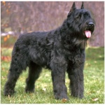 Bouvier des Flandres 3