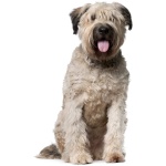 Bouvier des Flandres 5