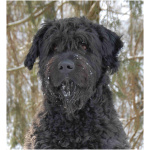 Bouvier des Flandres 7