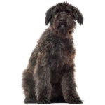 Bouvier des Flandres 9