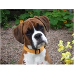 Boxer 2