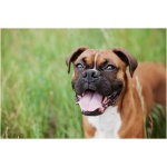 Boxer 3
