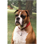 Boxer 9