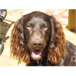 Boykin Spaniel 2