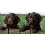 Boykin Spaniel 9