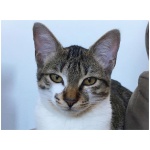 Brazilian Shorthair 9