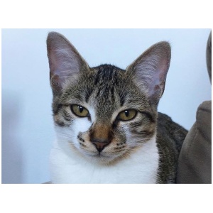 Brazilian Shorthair 9