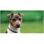 Brazilian Terrier 2