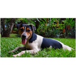 Brazilian Terrier 6