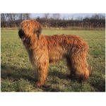 Briard 9